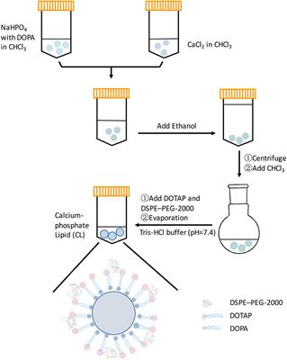 Fabrication and Characterization of Calcium-Phosphate Lipid System for Potential Dental Application